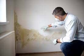 Professional Mold Removal Services in Lakewood Park, FL